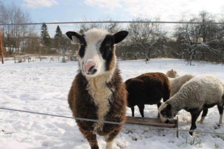 Keeping Finnsheep: A Great Fiber Animal for the Farmstead Image